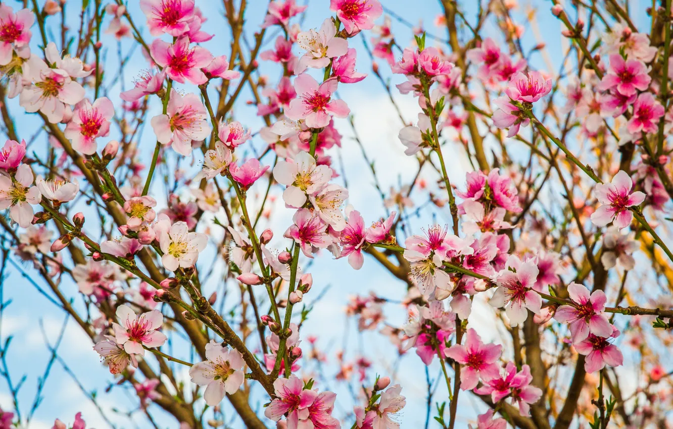 Photo wallpaper branches, spring, flowering, flowers, peach tree