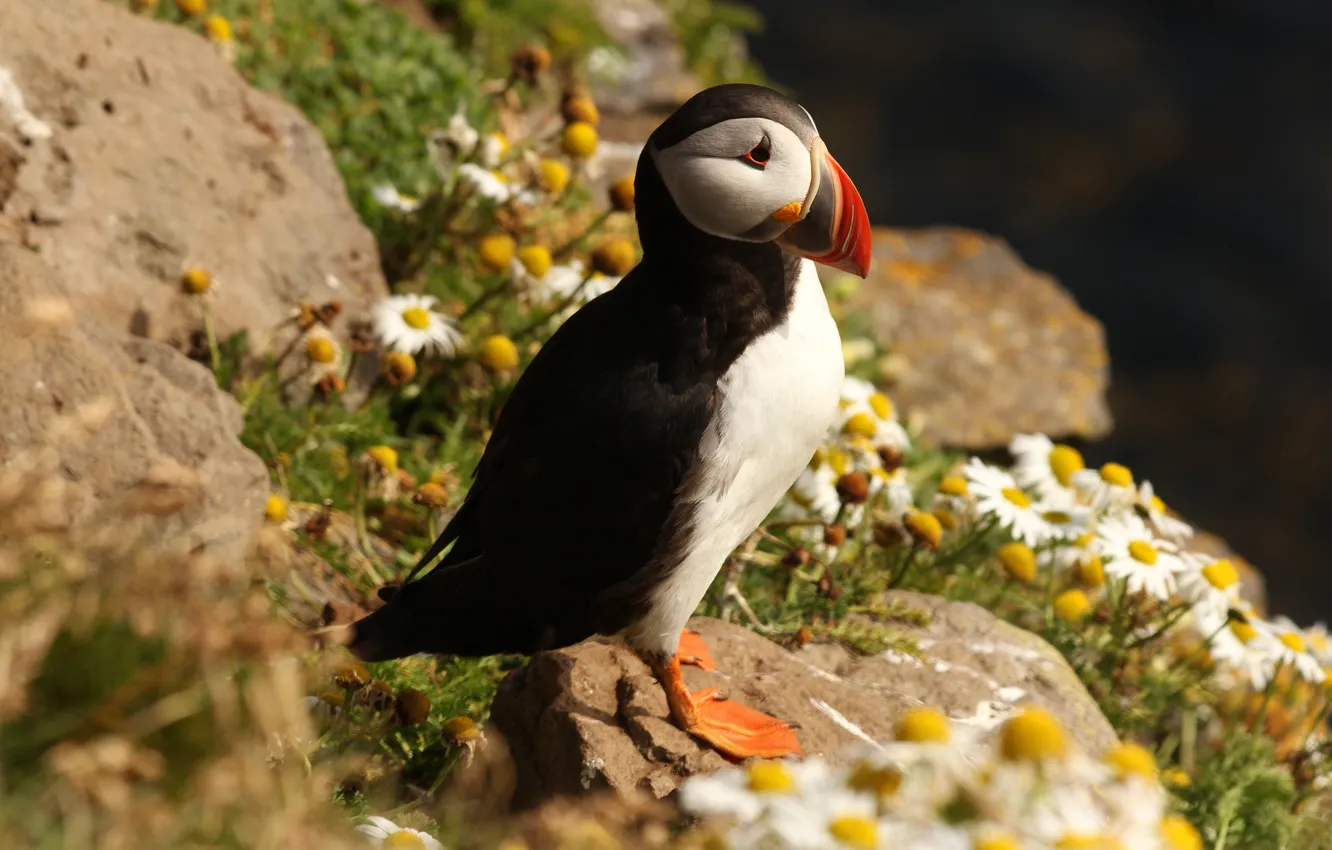 Photo wallpaper summer, look, light, flowers, nature, pose, stones, background