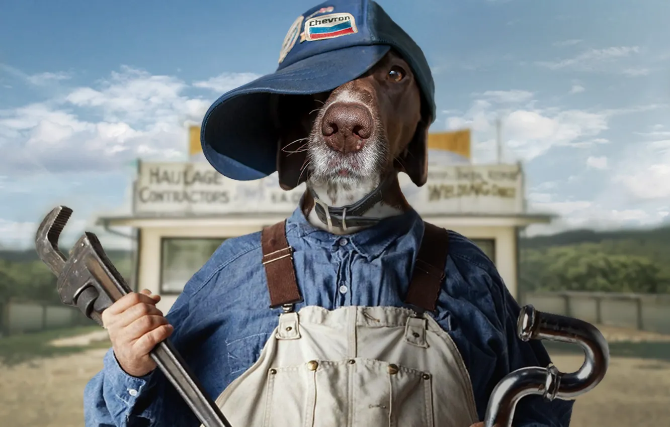 Photo wallpaper work, people, dog