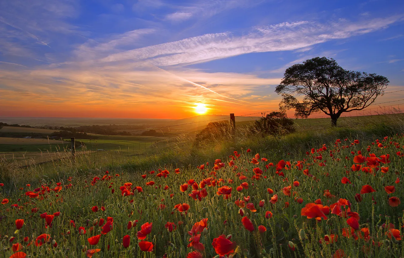 Photo wallpaper field, the sky, the sun, trees, flowers, Maki, valley