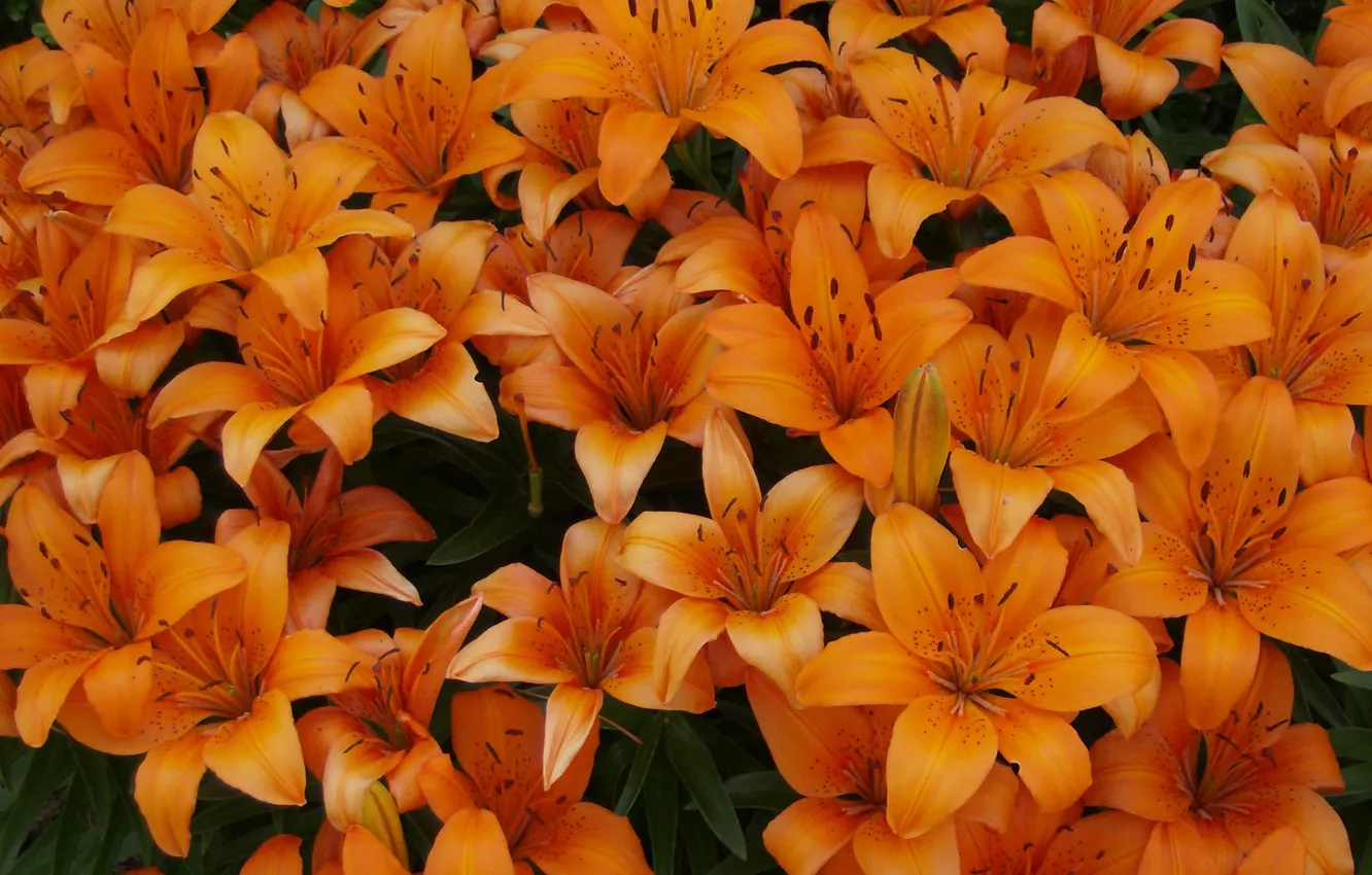 Photo wallpaper flowers, Lily, orange, flowerbed, a lot