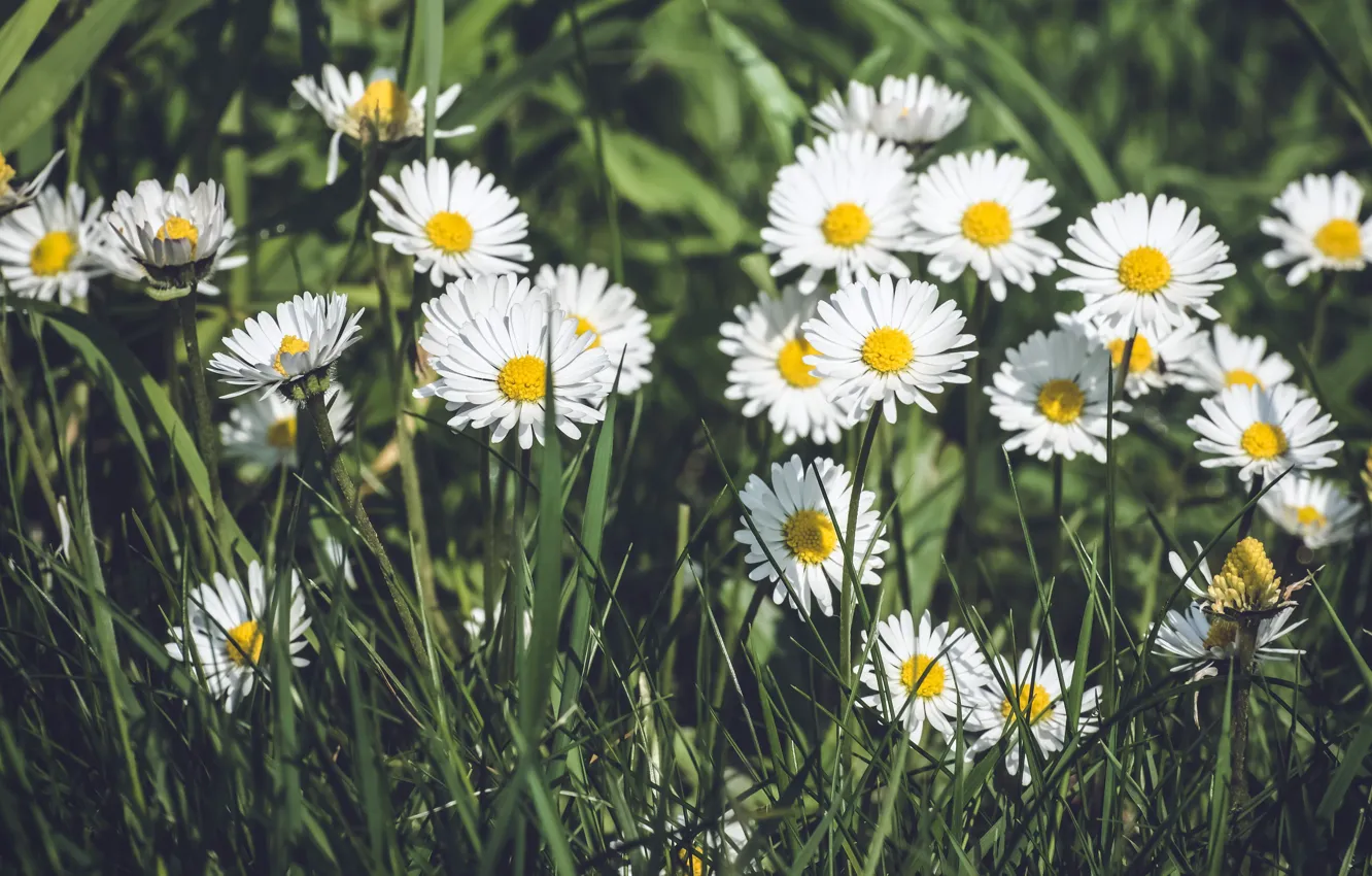 Photo wallpaper summer, flowers, chamomile