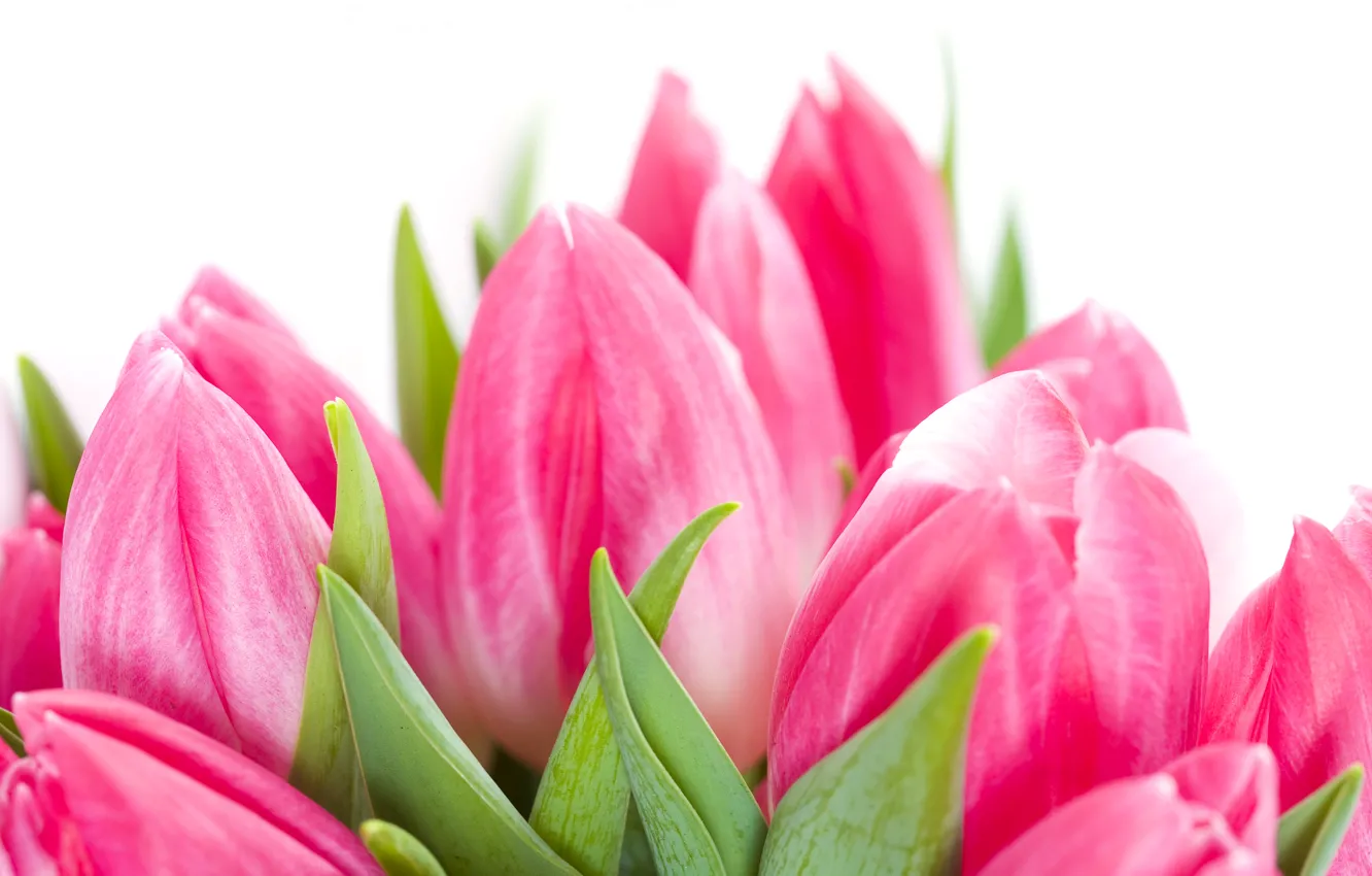 Photo wallpaper photo, Flowers, Tulips, Pink, Closeup