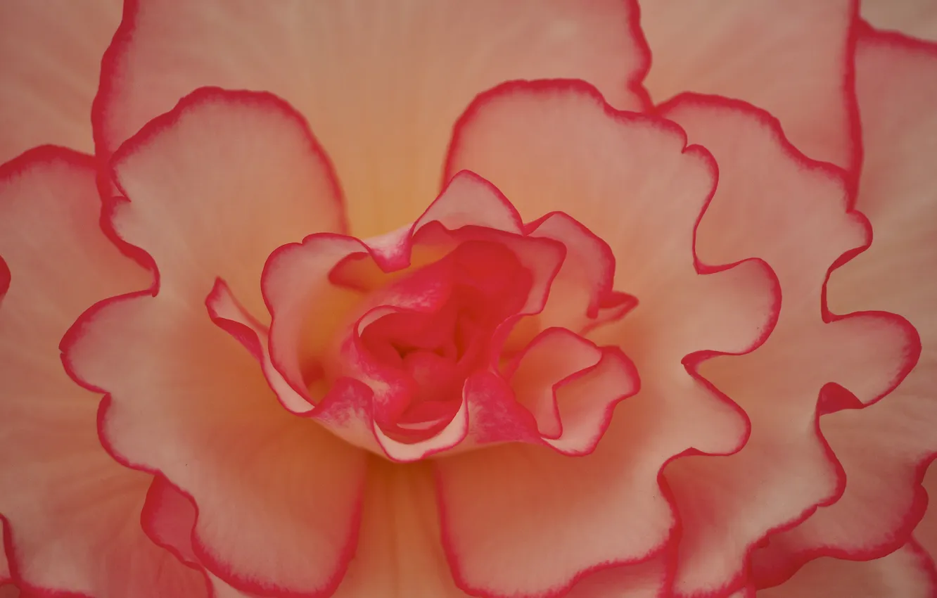 Photo wallpaper flowers, paint, petals