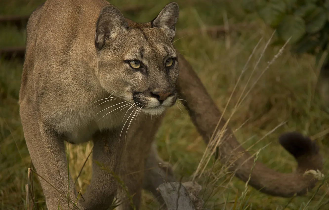 Photo wallpaper face, tail, Puma, wild cat, mountain lion, Cougar