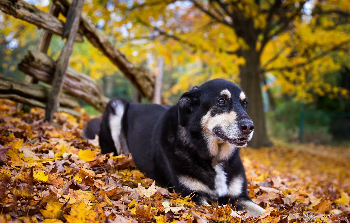 Photo wallpaper autumn, look, each, dog