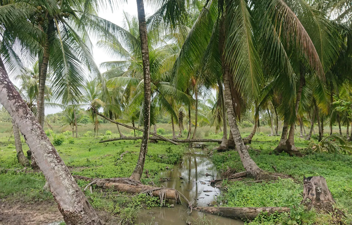 Photo wallpaper Suriname wallpapers, Coronie Suriname, Coconut trees wallpaper, Kokosnoten Suri