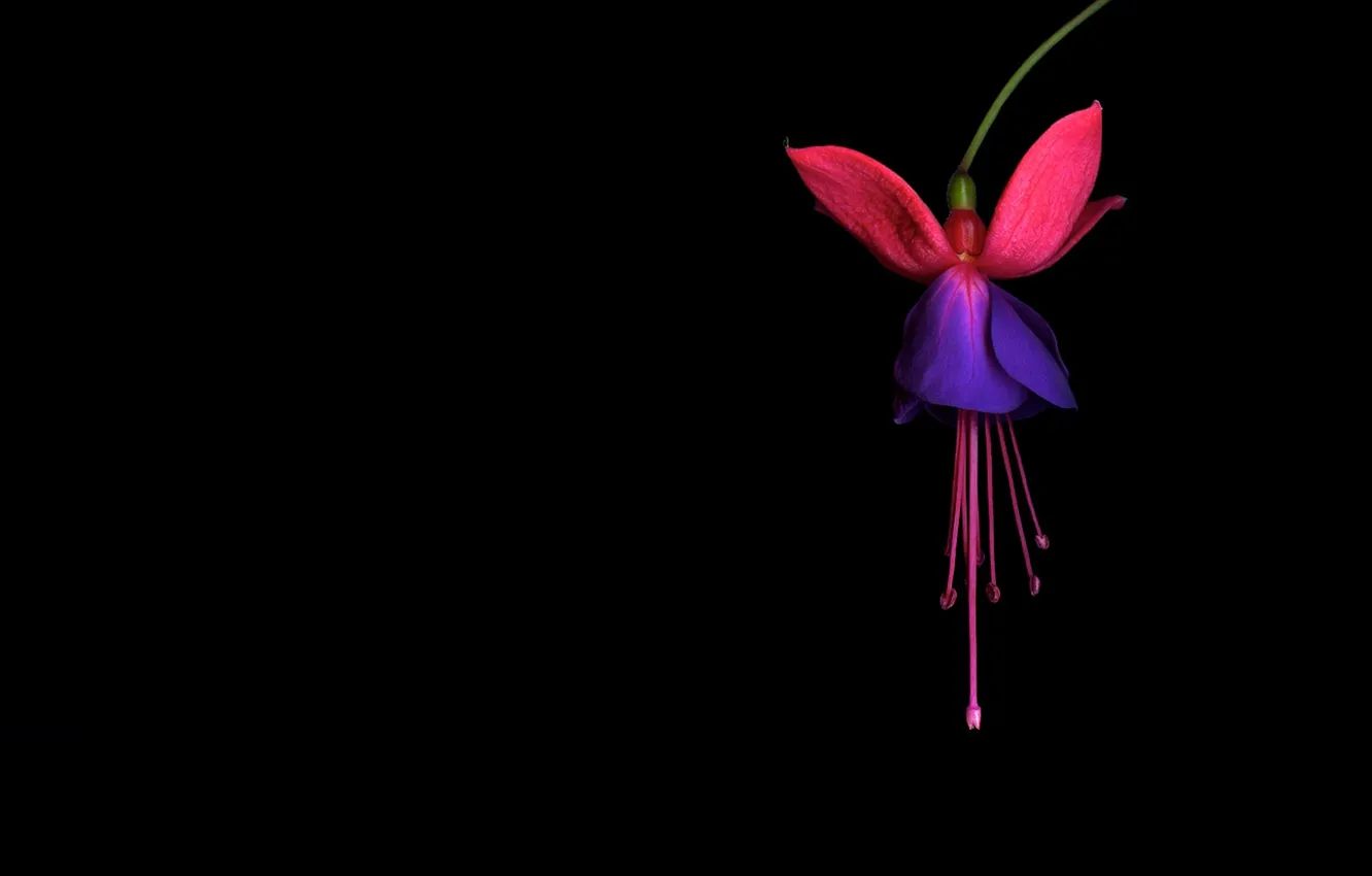 Photo wallpaper light, flowers, Wallpaper, shadow, petals, exotic