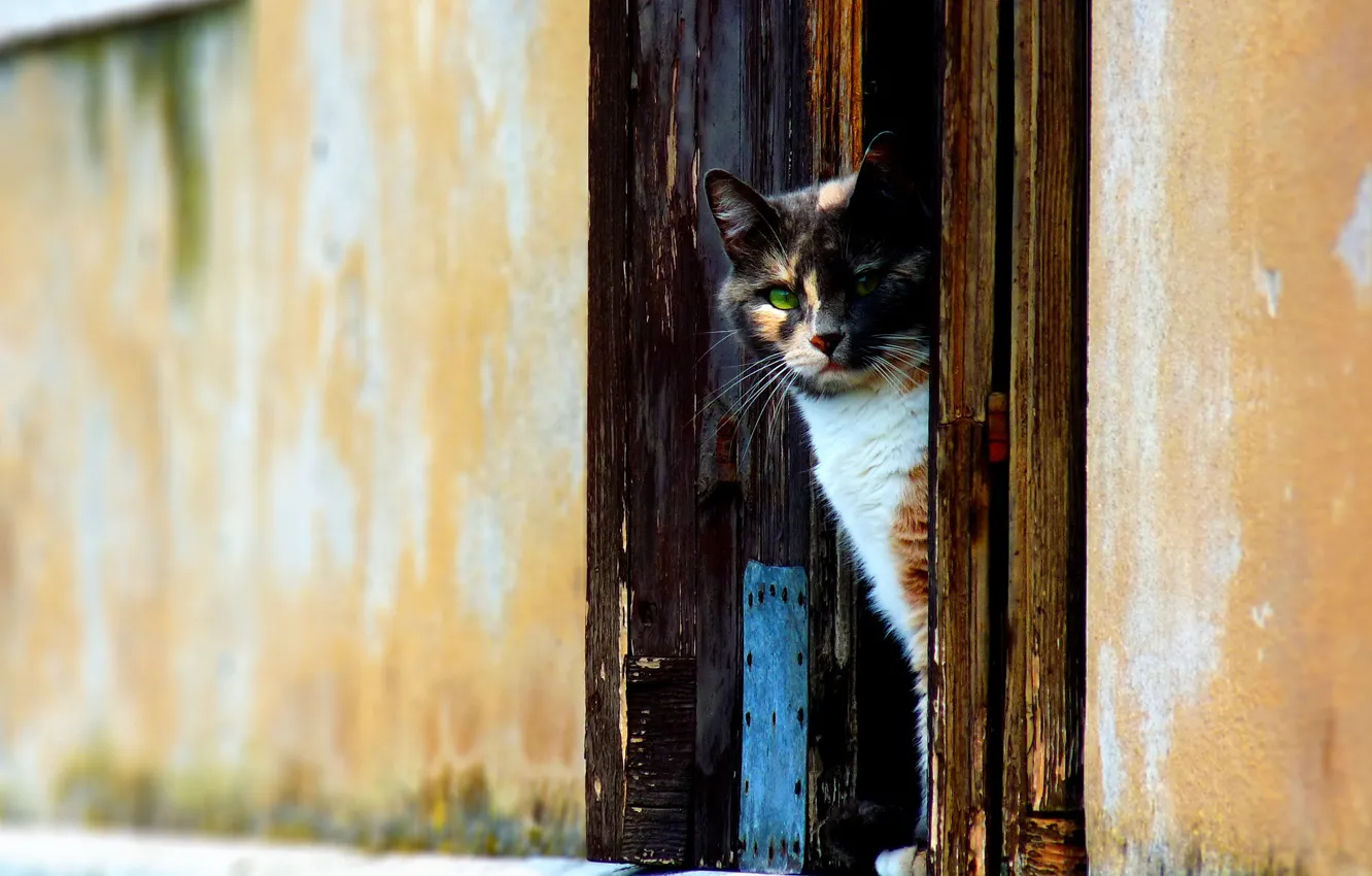 Photo wallpaper cat, wall, The door