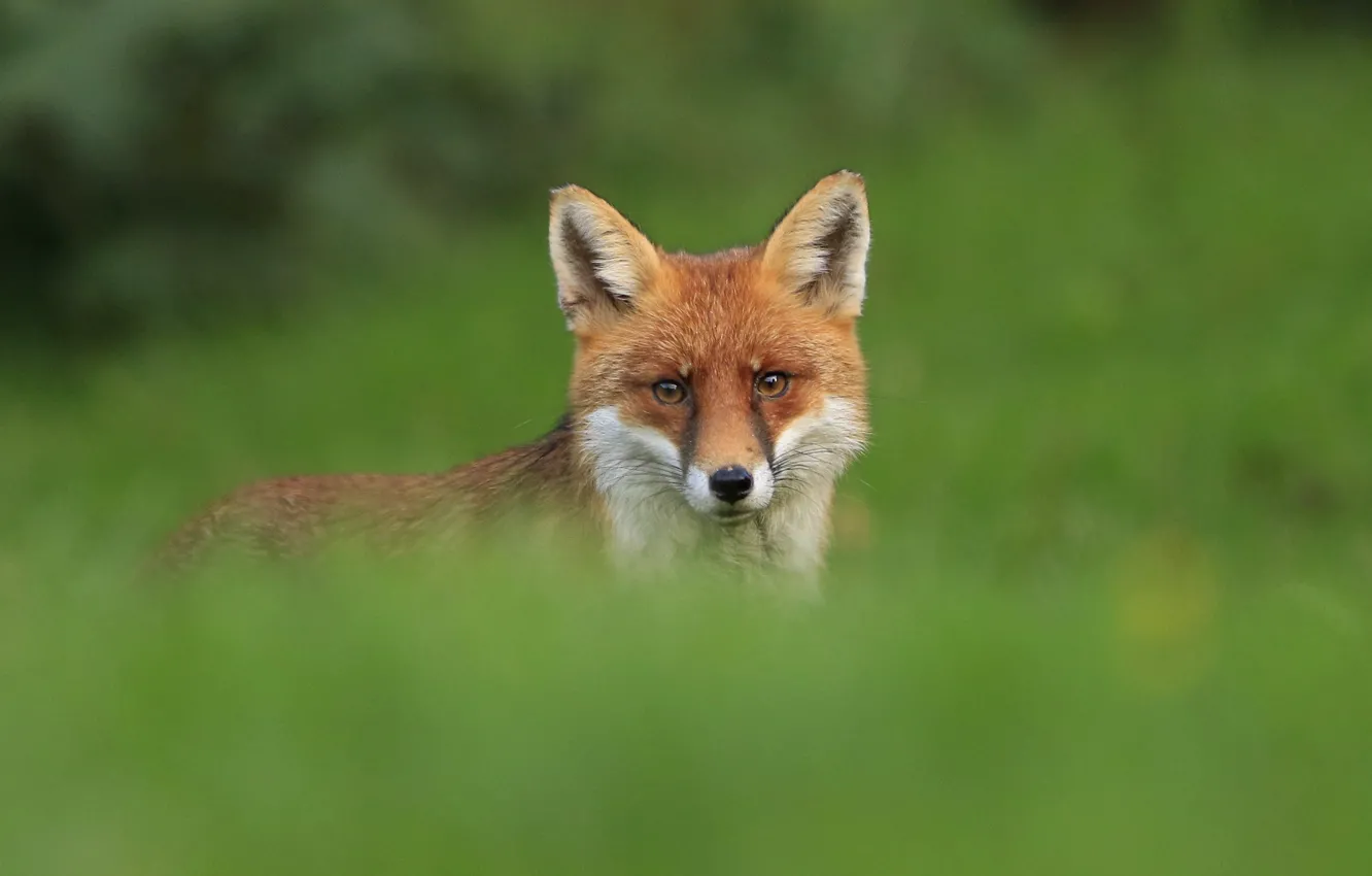 Photo wallpaper red, grass, fox