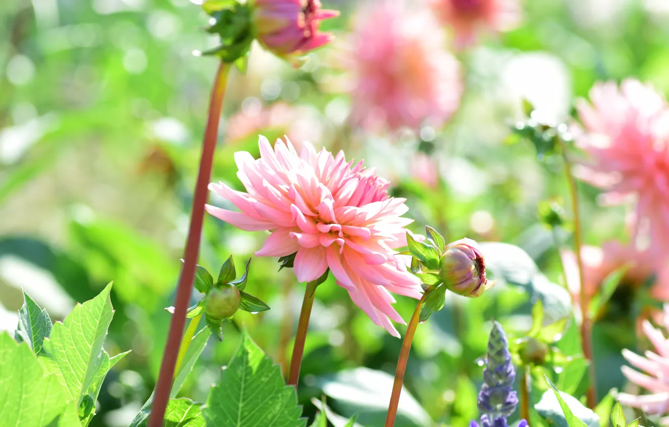 Photo wallpaper light, pink, dahlias