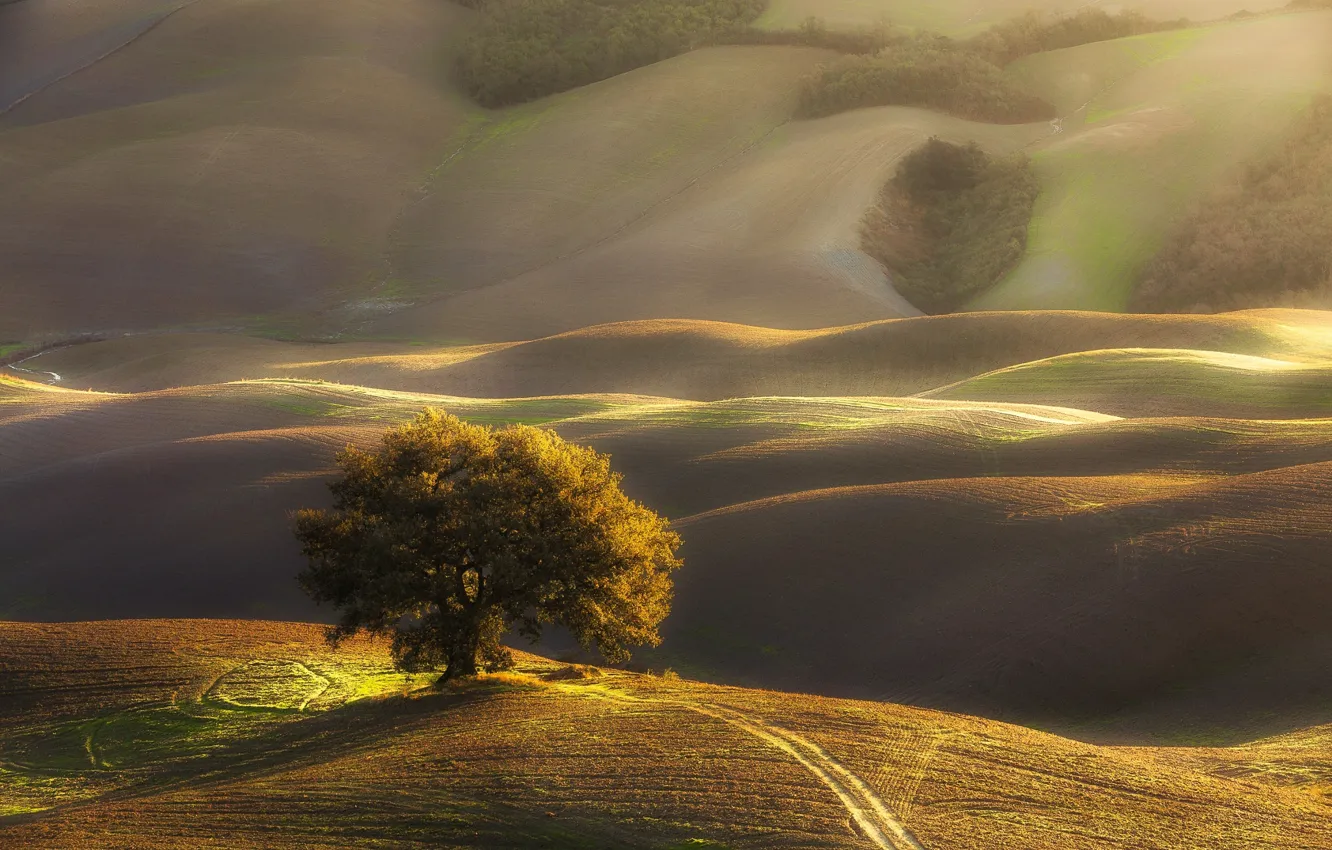 Photo wallpaper light, tree, hills, morning, Italy, Tuscany