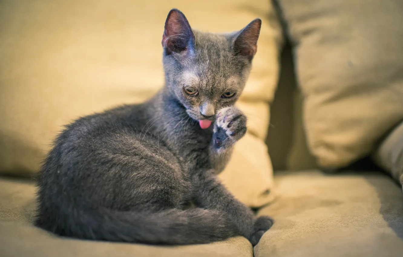Photo wallpaper cat, kitty, grey, washes
