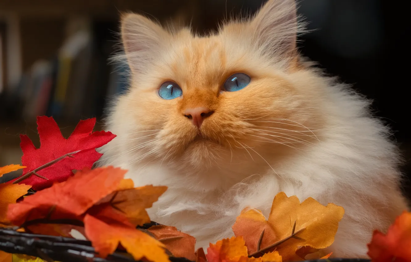 Photo wallpaper autumn, cat, cat, look, face, pose, portrait, fluffy