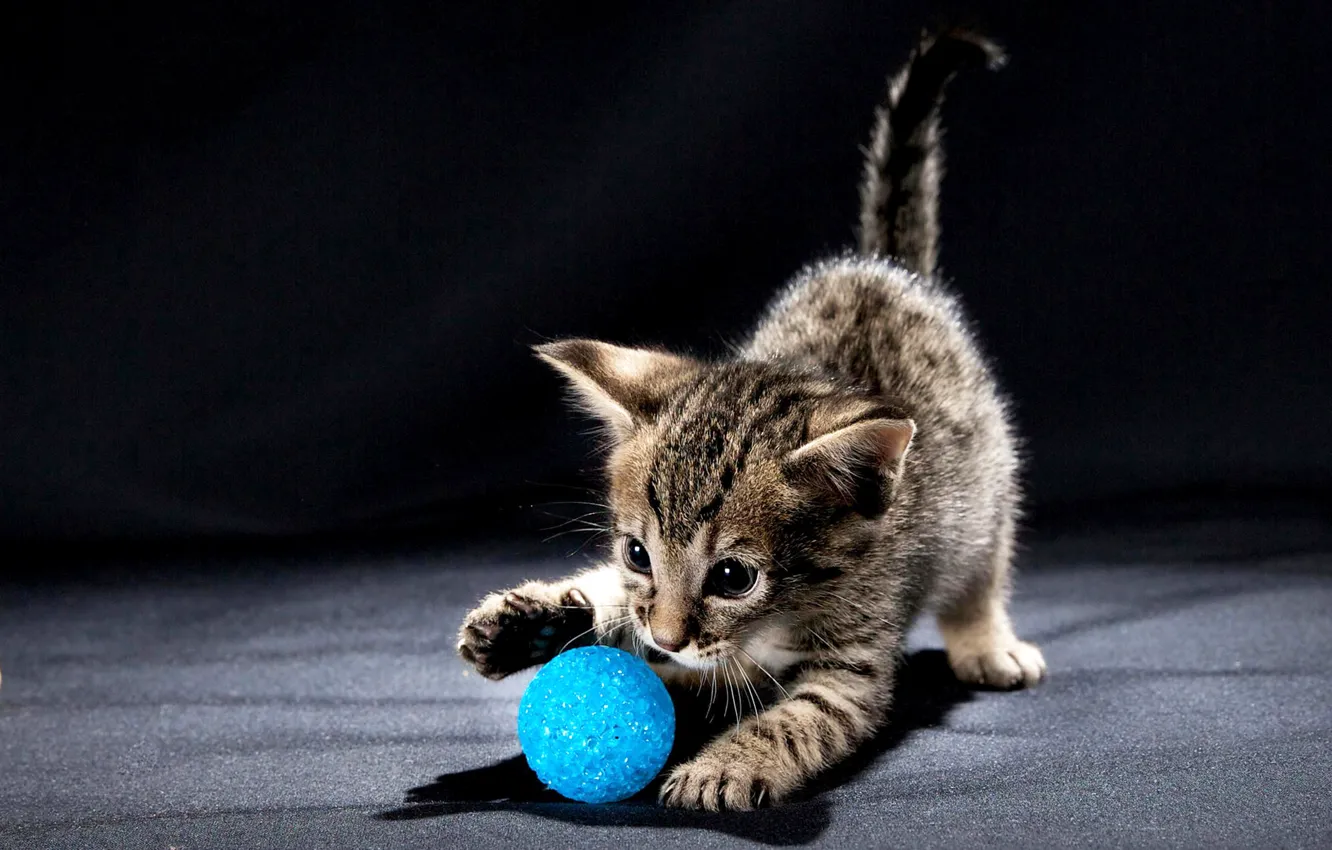 Photo wallpaper kitty, eyes, ball, plays