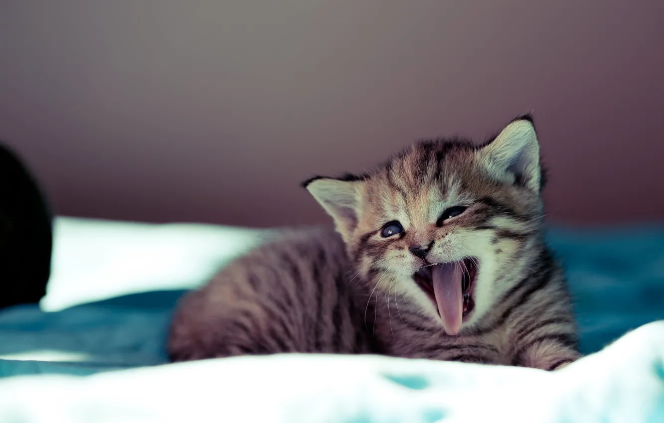 Photo wallpaper language, cat, grey, background, baby, muzzle, mouth, bed