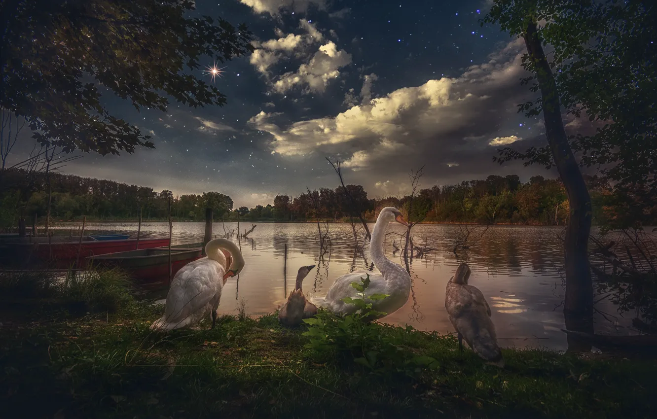 Photo wallpaper the sky, stars, trees, night, lake, bird, swans, Chicks
