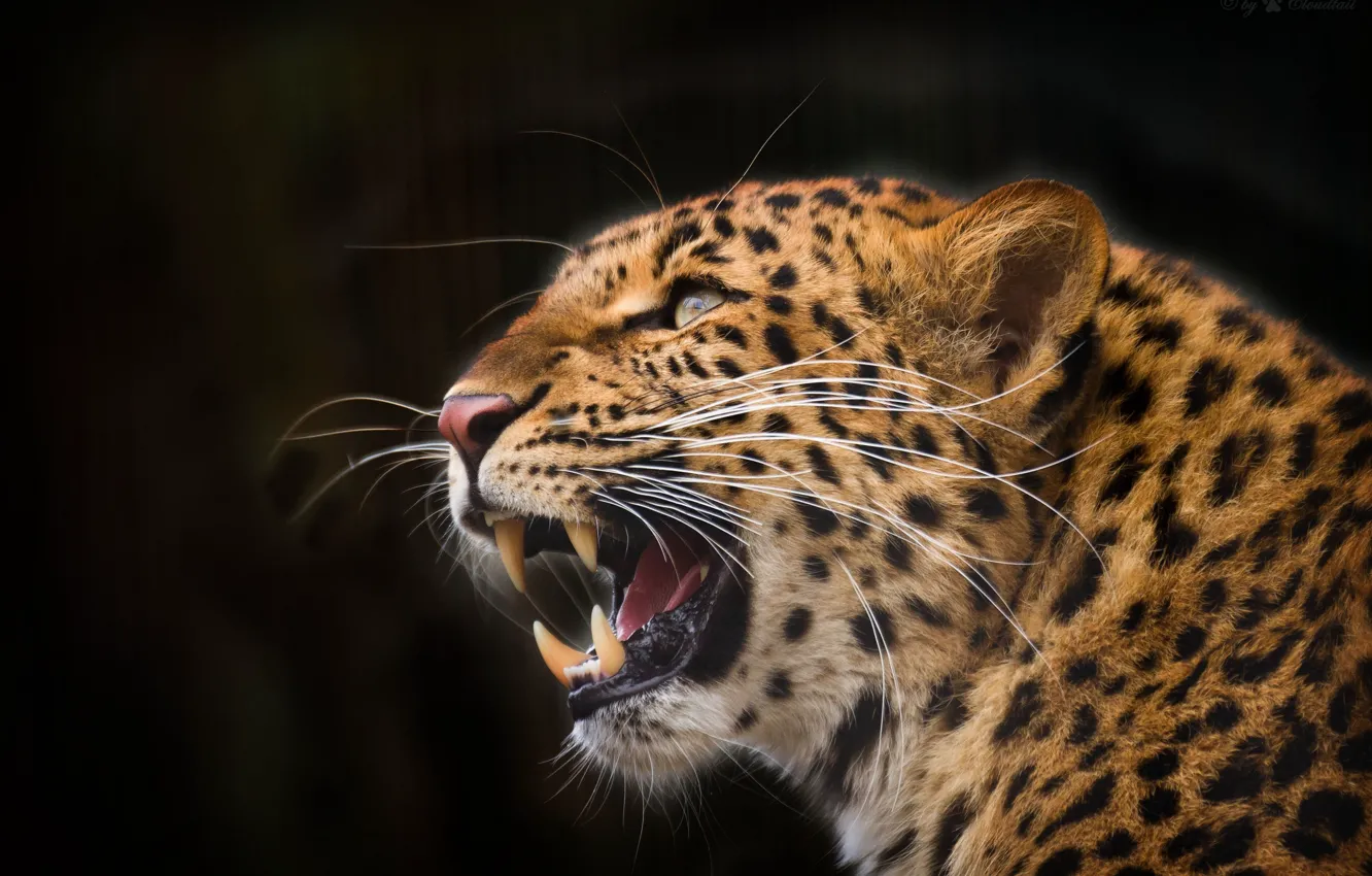 Photo wallpaper face, anger, predator, rage, mouth, leopard, fangs, grin