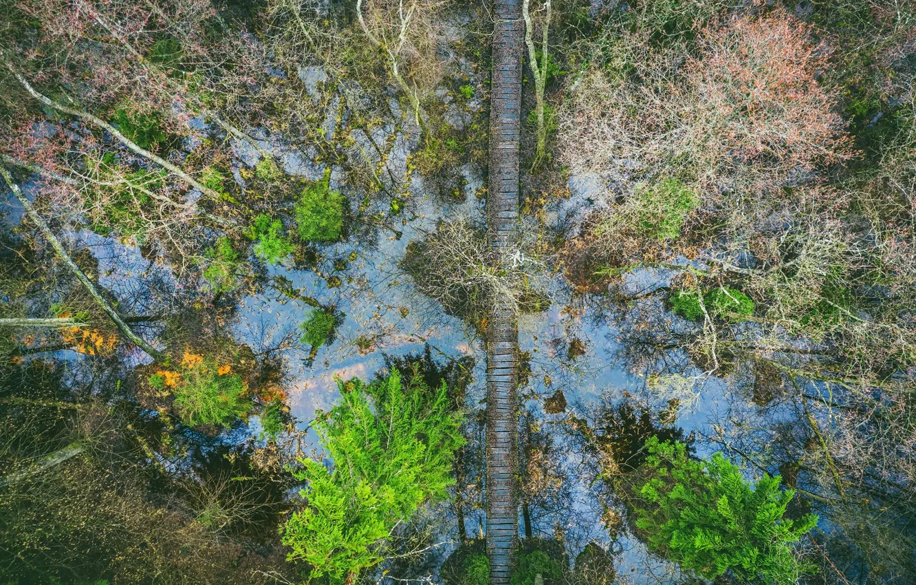 Photo wallpaper forest, bridge, nature