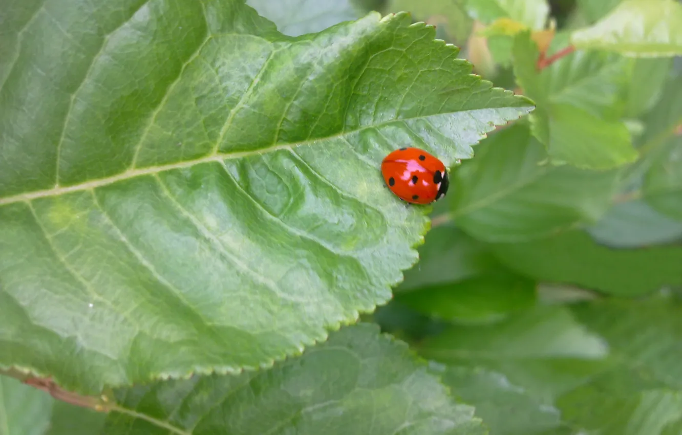 Photo wallpaper greens, leaf, ladybug, summer day