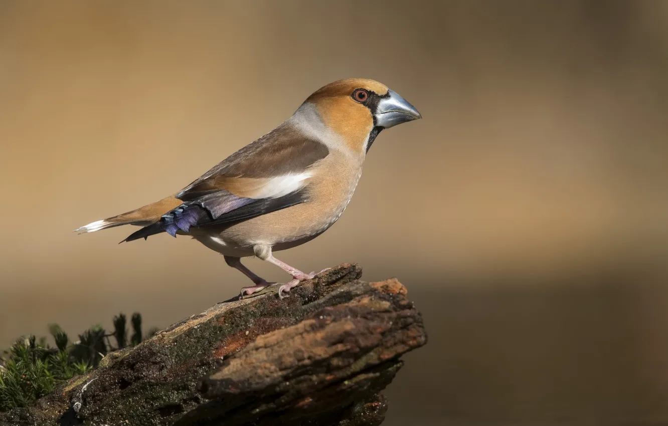 Photo wallpaper bird, stump, finches, hawfinch