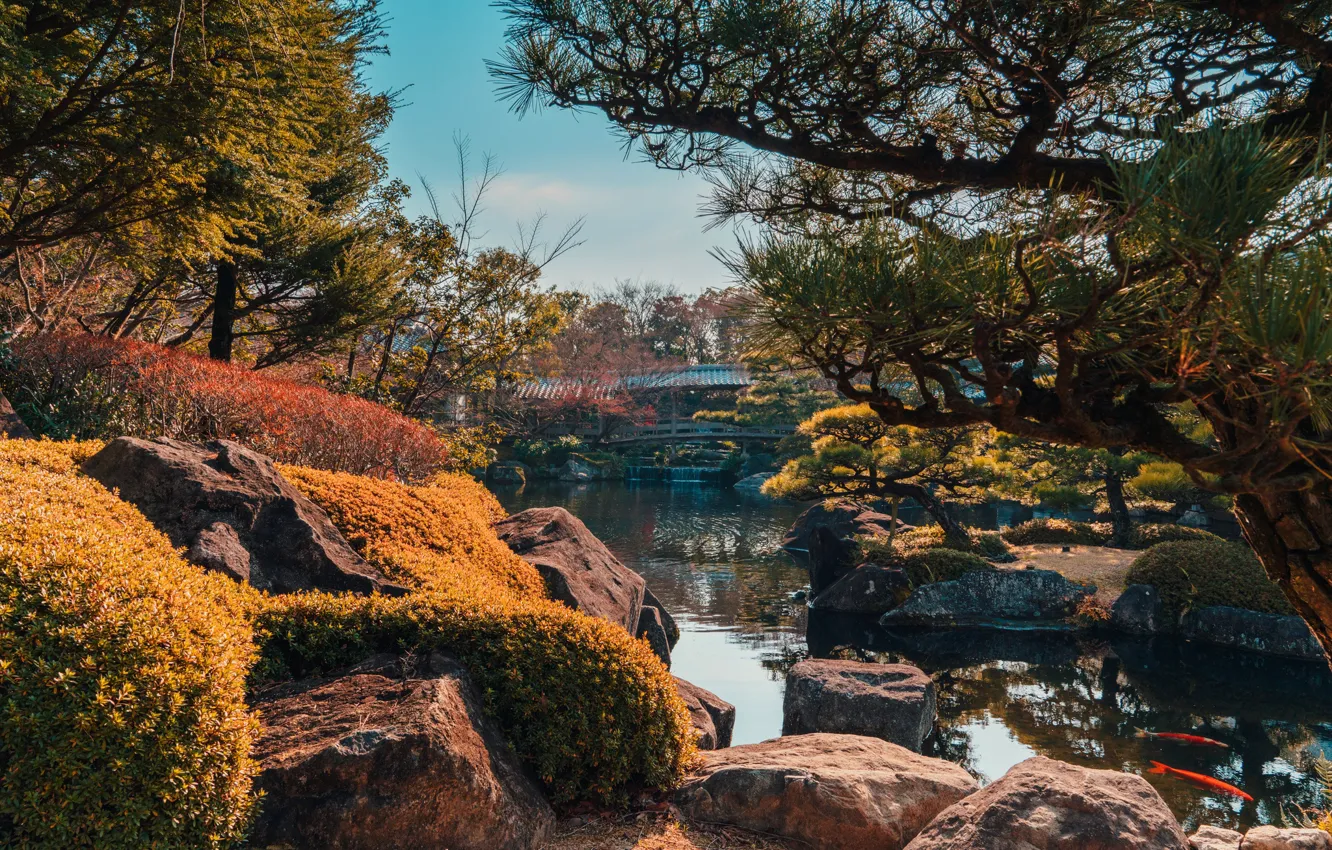 Photo wallpaper the sun, trees, pond, Park, stones, fish, the bushes