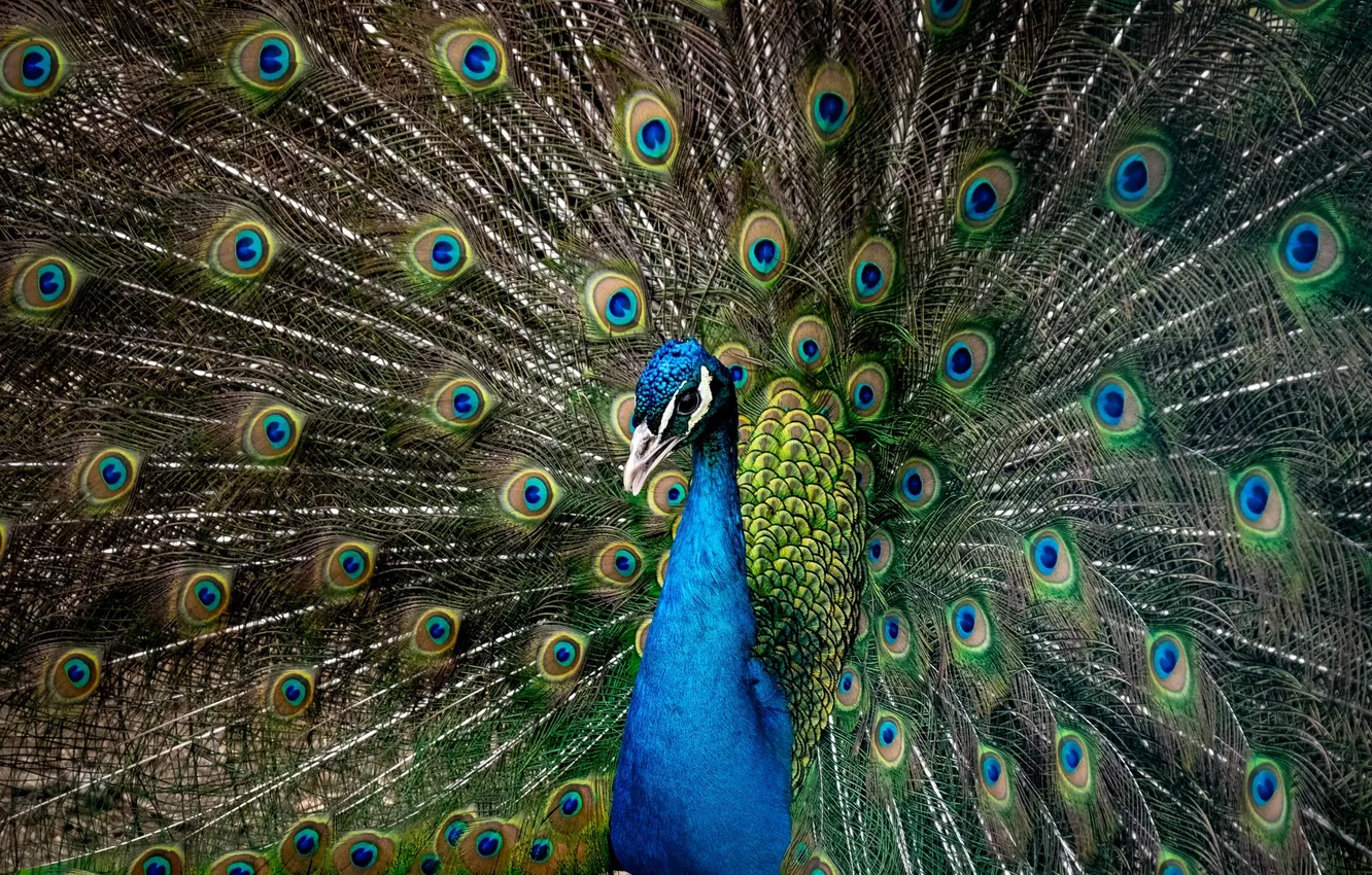 Photo wallpaper look, bird, pattern, feathers, peacock, shank of