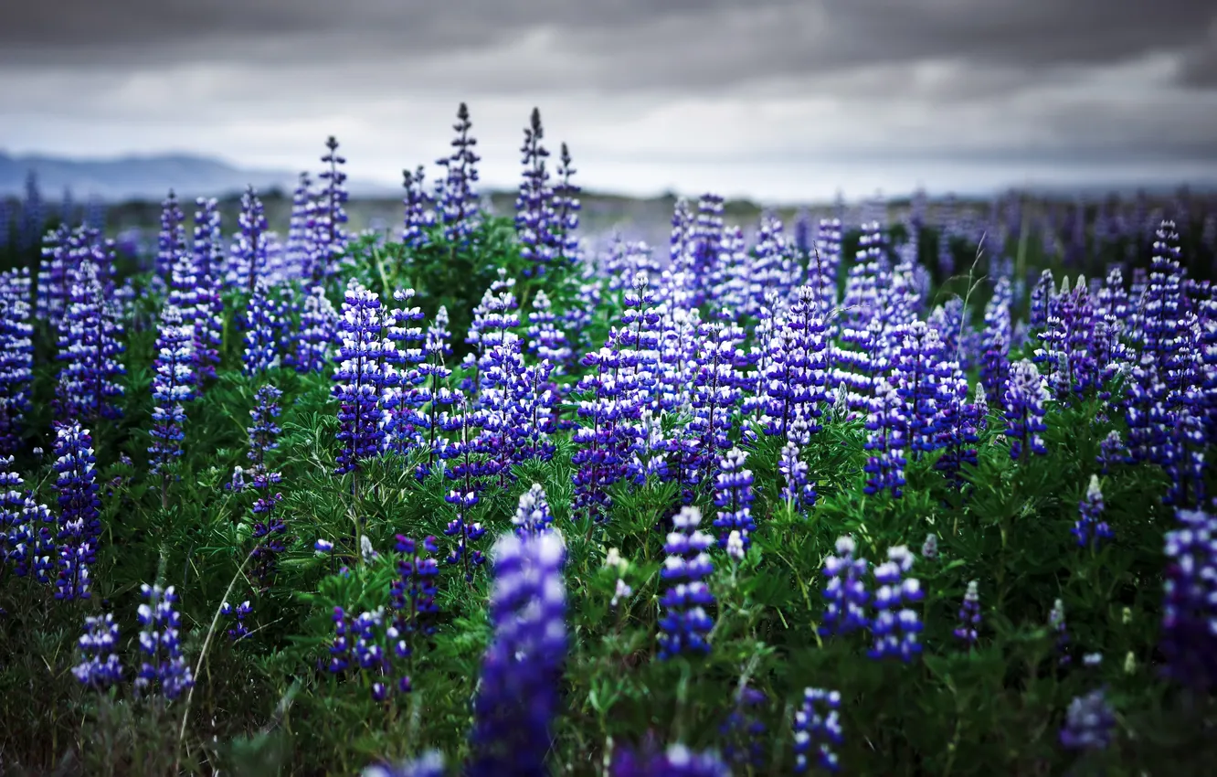 Photo wallpaper field, summer, flowers