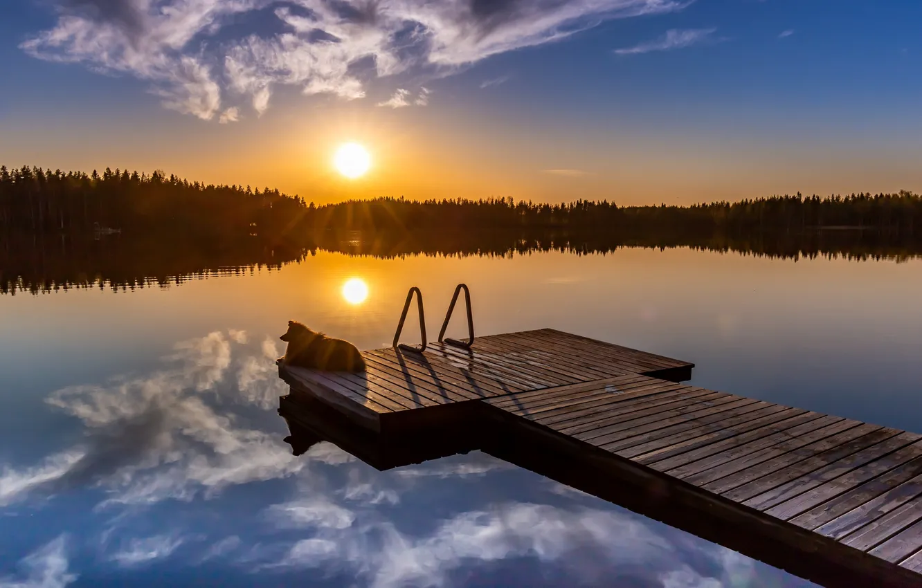 Photo wallpaper sunset, lake, dog, the evening, pierce