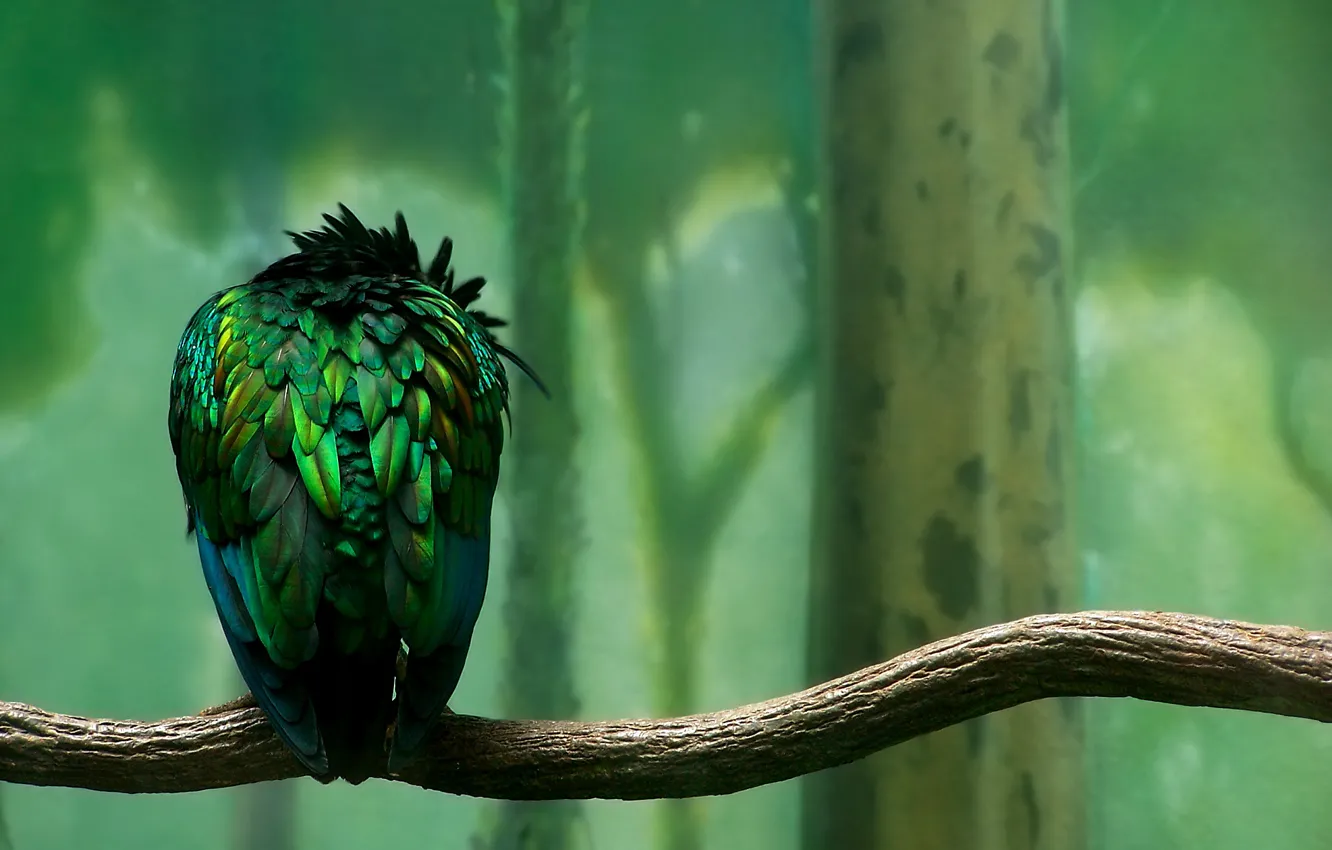 Photo wallpaper green, Bird, Branch, Feathers