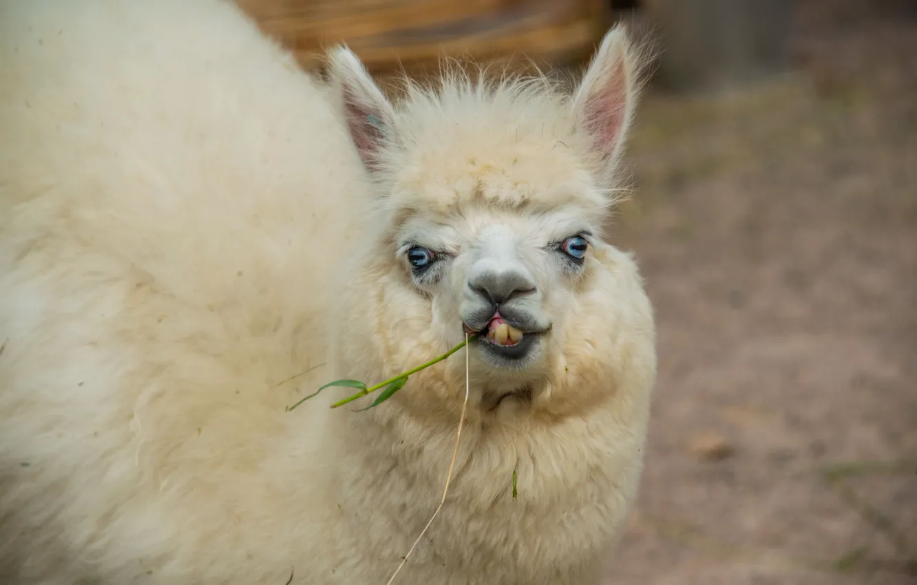 Photo wallpaper smile, animal, teeth, Lama