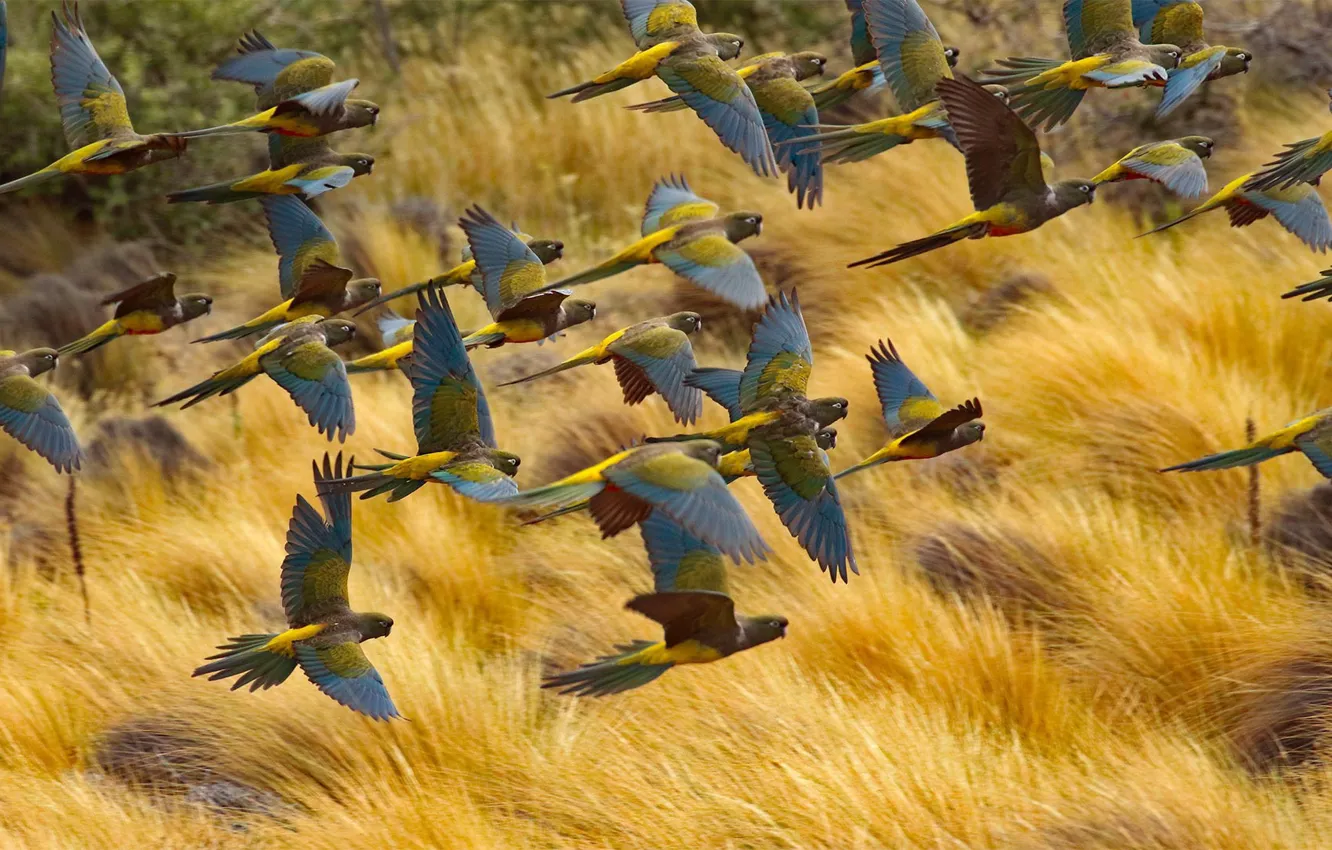 Photo wallpaper flight, birds, pack, Argentina, rocky parrot