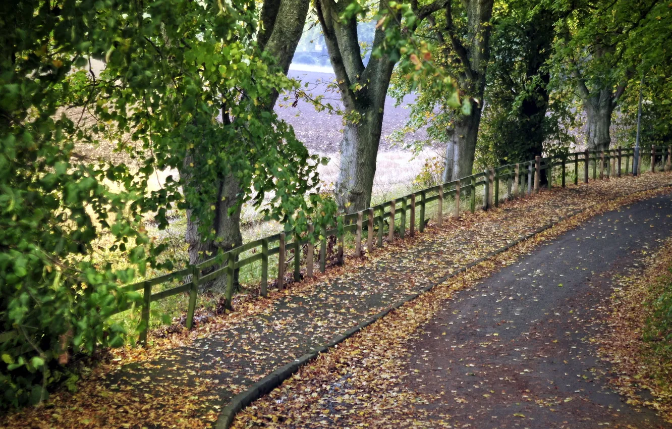 Photo wallpaper road, trees, the fence