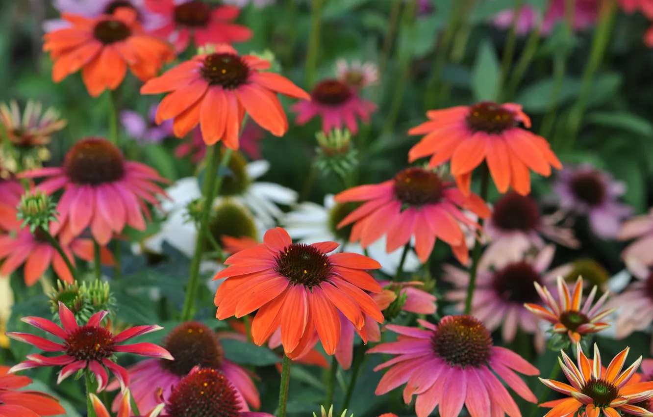 Photo wallpaper plant, petals, garden, flowerbed, Echinacea