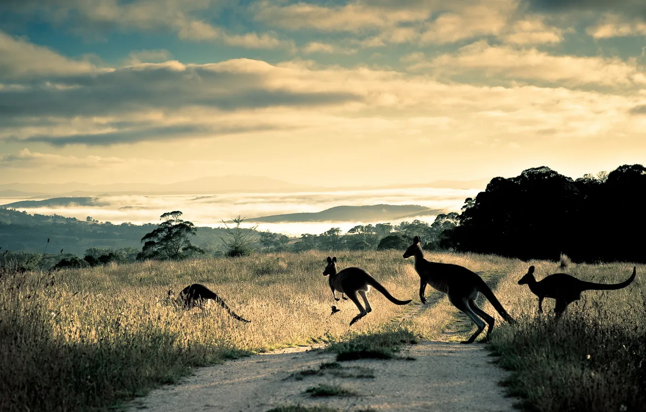 Photo wallpaper nature, background, kangaroo