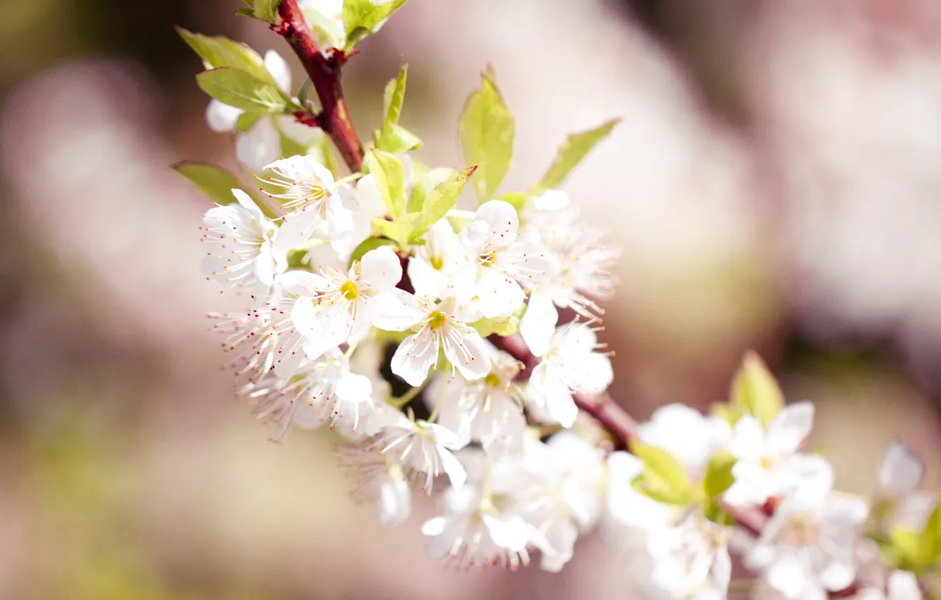Photo wallpaper macro, flowers, branches, nature, cherry, spring, Sakura, pink