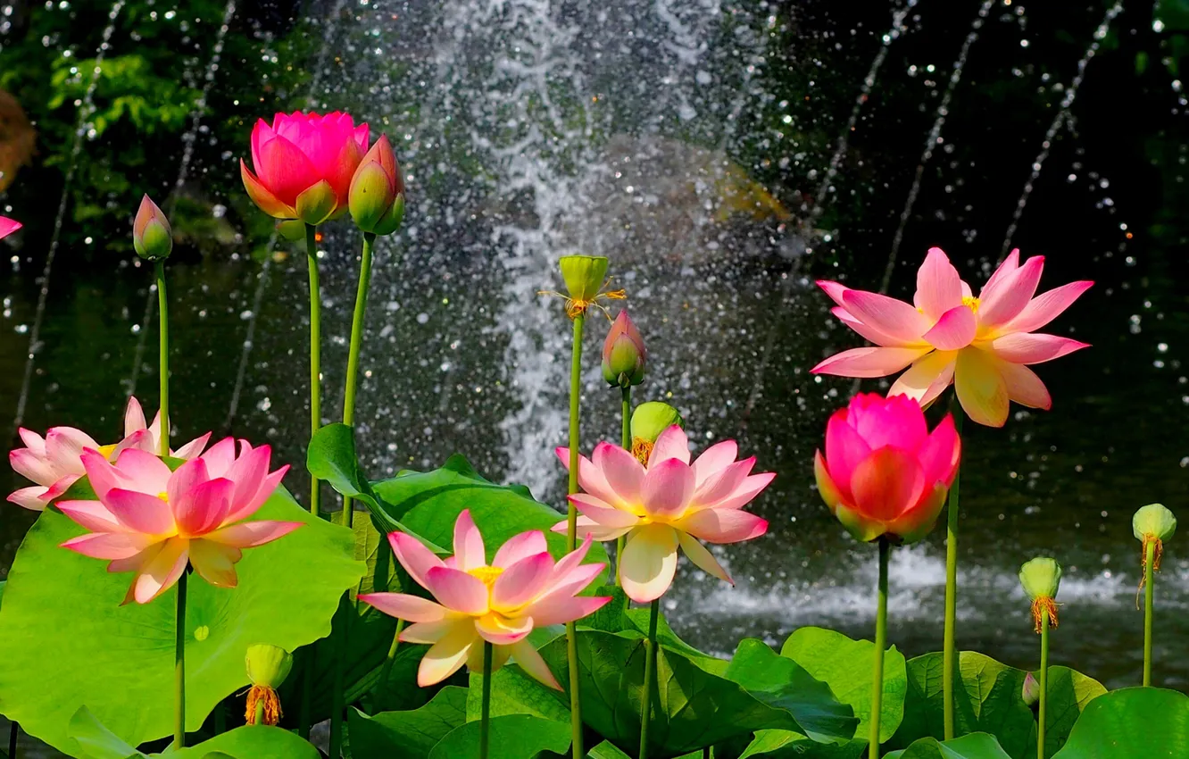 Photo wallpaper leaves, water, flowers, squirt, Lotus, jet