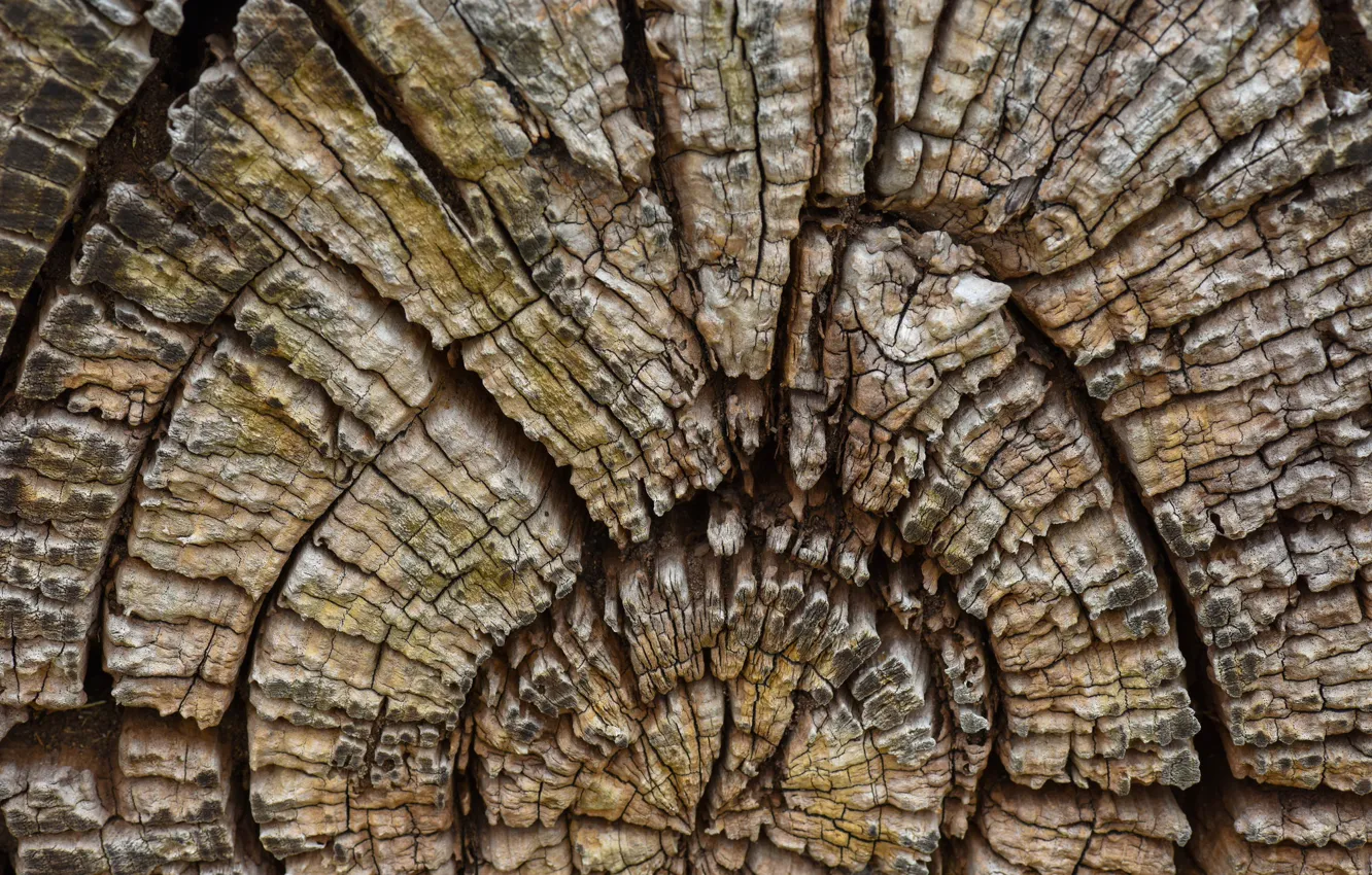 Photo wallpaper tree, texture, log