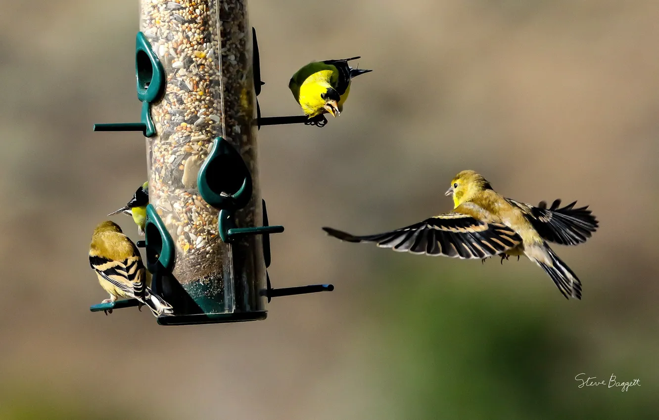 Photo wallpaper birds, food, feeder, finches, Finches