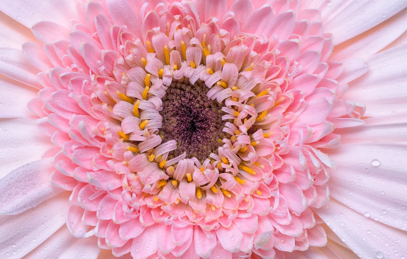Photo wallpaper flowers, pink, gerbera