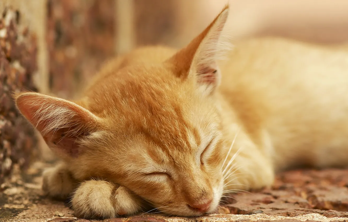 Photo wallpaper cat, comfort, home