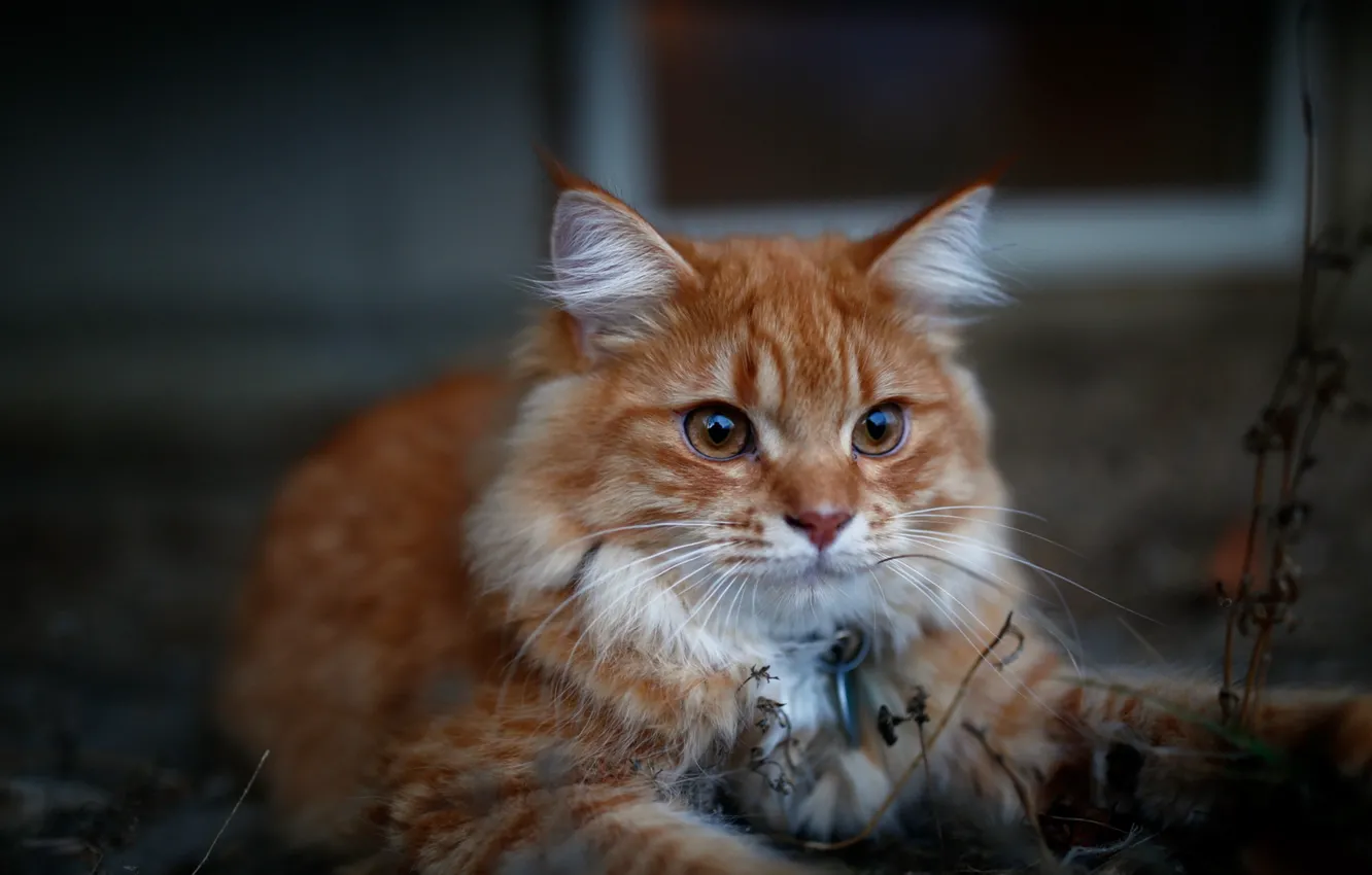 Photo wallpaper cat, look, background