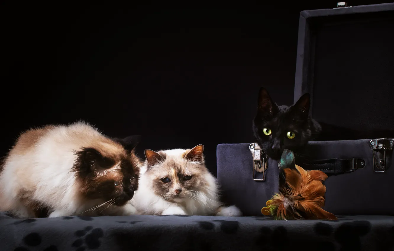 Photo wallpaper cats, the dark background, cats, suitcase, trio