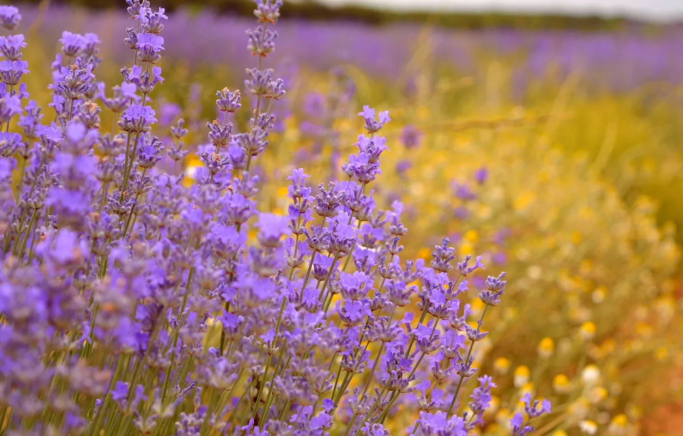 Photo wallpaper Lavender, Lavender, Purple flowers