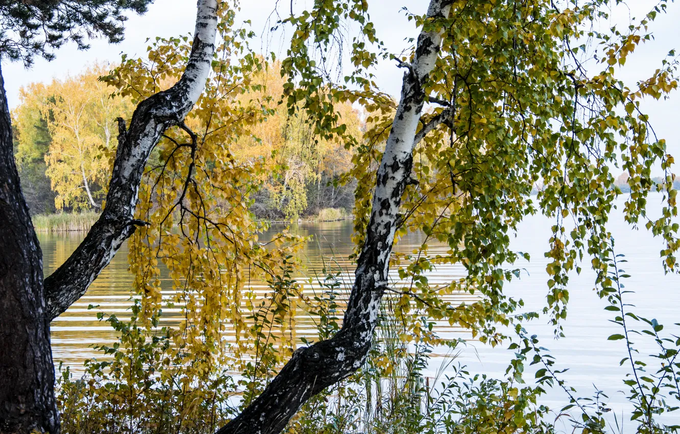 Photo wallpaper forest, river, photo, trunk, birch