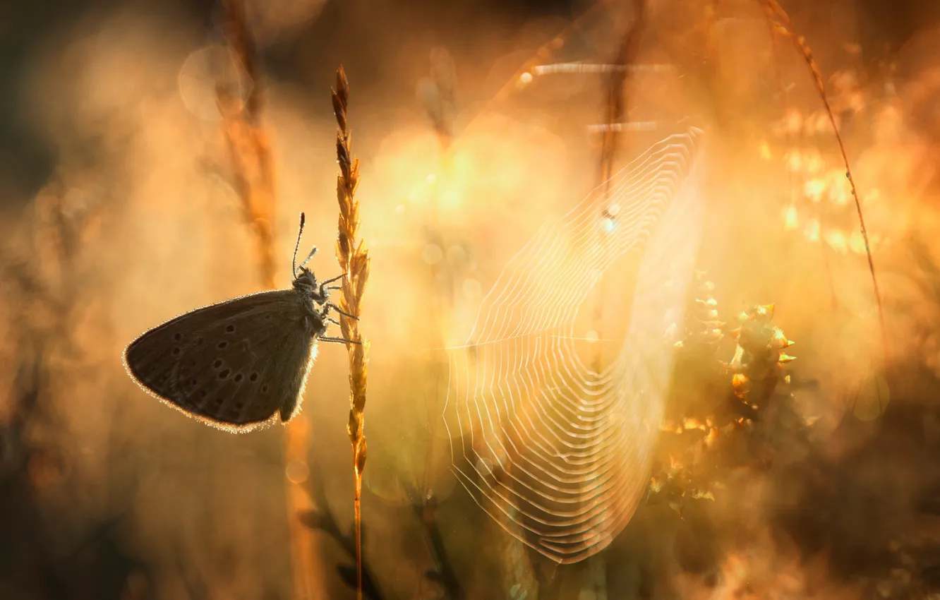 Photo wallpaper grass, macro, light, butterfly, web, morning, bokeh