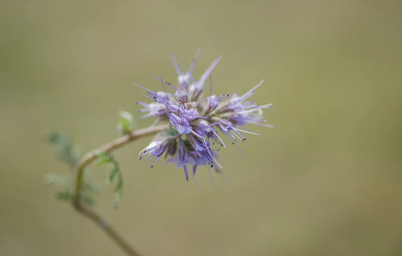 Photo wallpaper macro, flowers, nature, Felicia