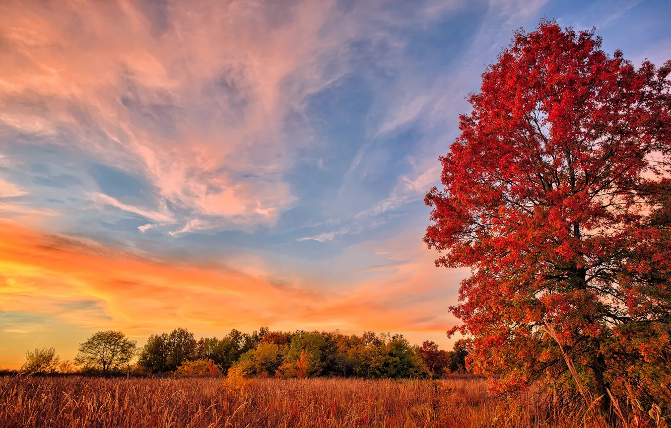 Photo wallpaper field, autumn, tree, foliage, the crimson