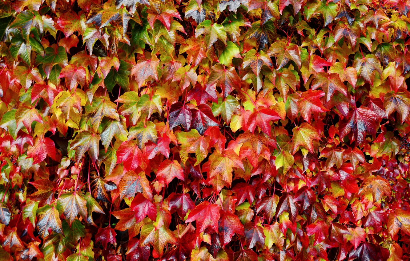 Photo wallpaper autumn, leaves, red