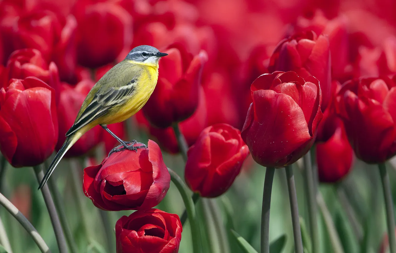 Photo wallpaper flowers, tulips, bird